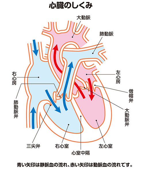 心臓のしくみ